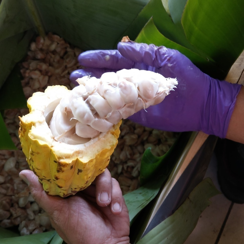 【老莫可可農園】屏東可可豆-細節圖5