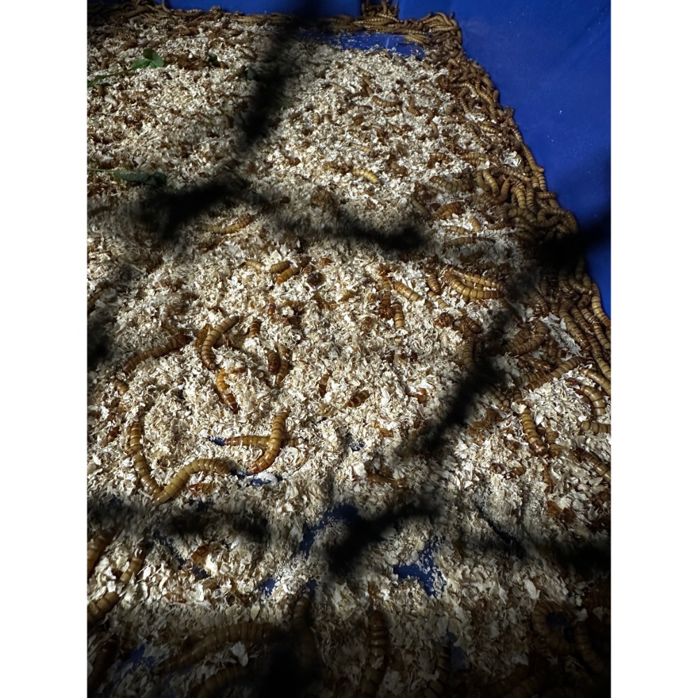 麵包蟲 會動的 飼料 守宮 蜥蜴 小鳥 烏龜 鳥飼料-規格圖2