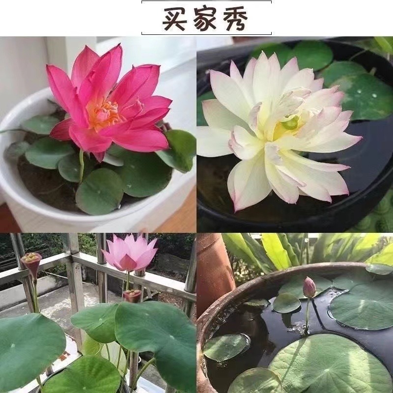 現貨 (四季種植) 碗蓮種子 水培植物 室內綠植 睡蓮荷花 無土水培 買二發三-細節圖8