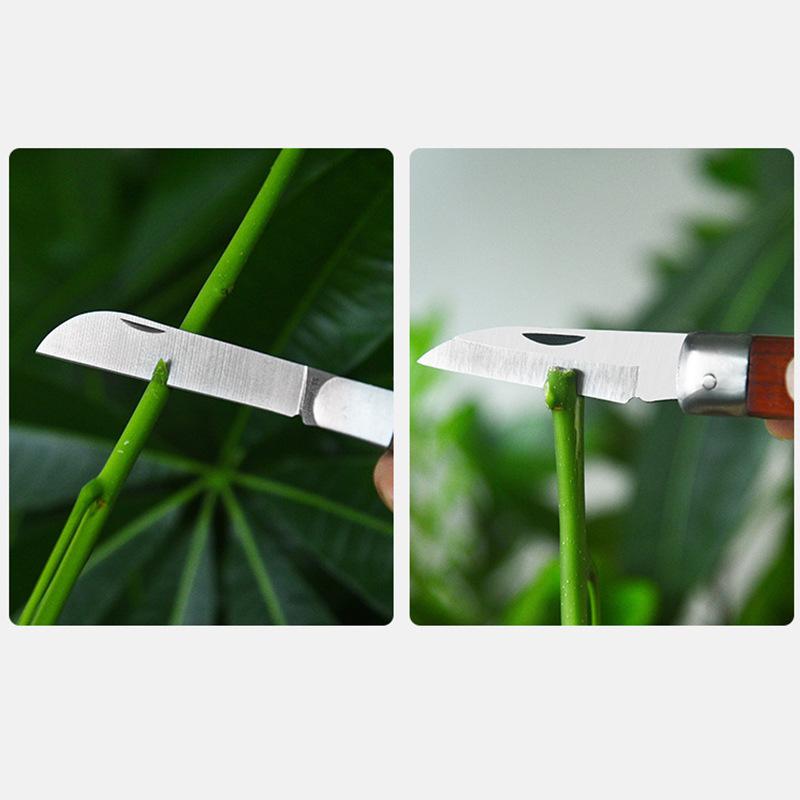 【不鏽鋼木柄彎頭折疊修枝嫁接刀】農友最愛台灣現貨果樹園藝修枝嫁接不鏽鋼刀刃切削枝條避感染 木柄握把可折疊收納安全方便攜帶-細節圖9
