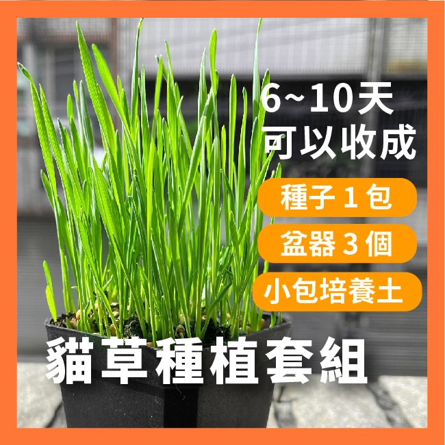 現貨）小麥草種子｜10天採收｜新手入門款｜貓咪專用｜小麥草汁｜冬小麥草｜蔬菜專業戶｜蔬菜種子｜園藝 ｜超簡單｜開心農場-細節圖2