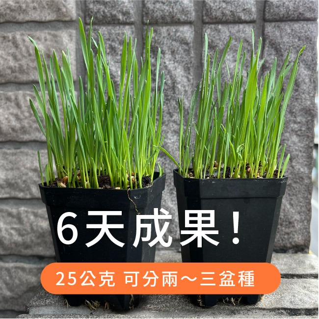 現貨）小麥草種子｜10天採收｜新手入門款｜貓咪專用｜小麥草汁｜冬小麥草｜蔬菜專業戶｜蔬菜種子｜園藝 ｜超簡單｜開心農場-細節圖3