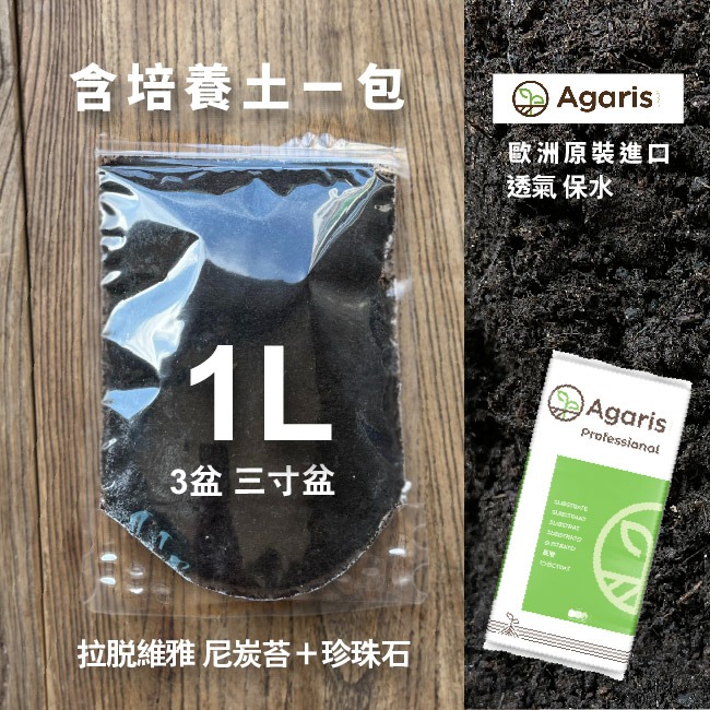 現貨）小麥草種子｜10天採收｜新手入門款｜貓咪專用｜小麥草汁｜冬小麥草｜蔬菜專業戶｜蔬菜種子｜園藝 ｜超簡單｜開心農場-細節圖4