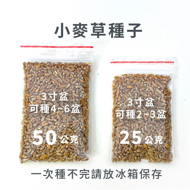 現貨）小麥草種子｜10天採收｜新手入門款｜貓咪專用｜小麥草汁｜冬小麥草｜蔬菜專業戶｜蔬菜種子｜園藝 ｜超簡單｜開心農場-細節圖6