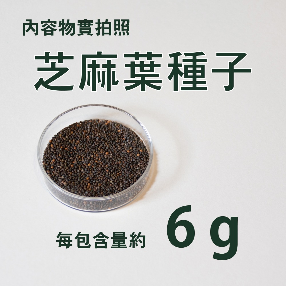 芝麻菜種子｜披撒生菜｜生菜種子｜30天可採| 10包送一包｜芝麻葉 沙拉｜超簡單入門｜開心農場｜居家種植｜蔬菜專業戶-細節圖3