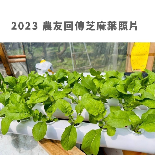 芝麻菜種子｜披撒生菜｜生菜種子｜30天可採| 10包送一包｜芝麻葉 沙拉｜超簡單入門｜開心農場｜居家種植｜蔬菜專業戶-細節圖4