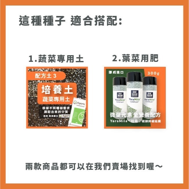 芝麻菜種子｜披撒生菜｜生菜種子｜30天可採| 10包送一包｜芝麻葉 沙拉｜超簡單入門｜開心農場｜居家種植｜蔬菜專業戶-細節圖5