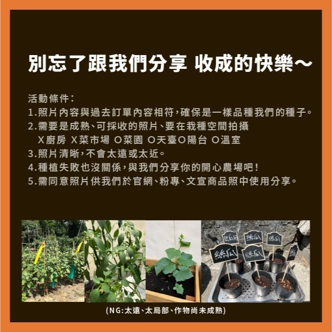 芝麻菜種子｜披撒生菜｜生菜種子｜30天可採| 10包送一包｜芝麻葉 沙拉｜超簡單入門｜開心農場｜居家種植｜蔬菜專業戶-細節圖9