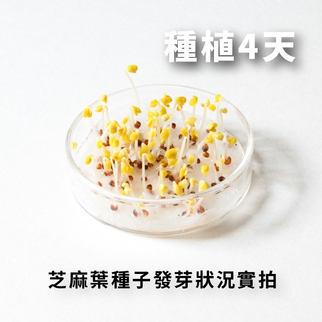芝麻菜種子｜披撒生菜｜生菜種子｜30天可採| 10包送一包｜芝麻葉 沙拉｜超簡單入門｜開心農場｜居家種植｜蔬菜專業戶-細節圖2