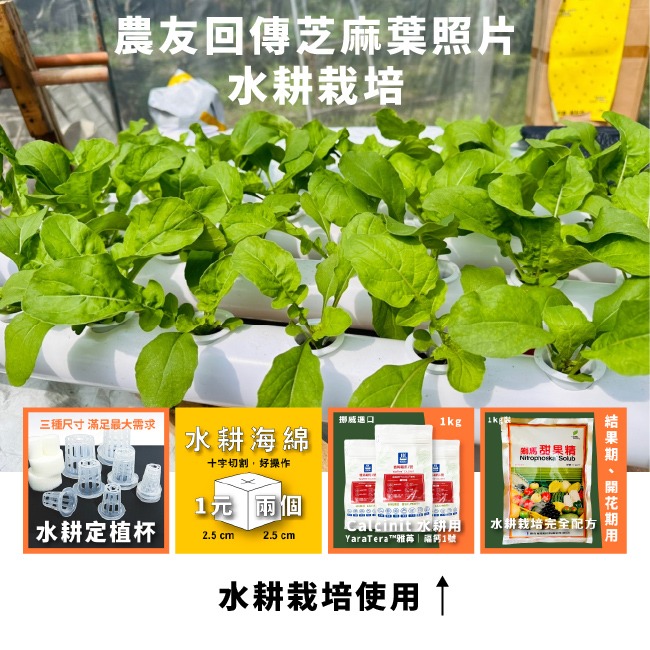 芝麻菜種子｜披撒生菜｜生菜種子｜30天可採| 10包送一包｜芝麻葉 沙拉｜超簡單入門｜開心農場｜居家種植｜蔬菜專業戶-細節圖3