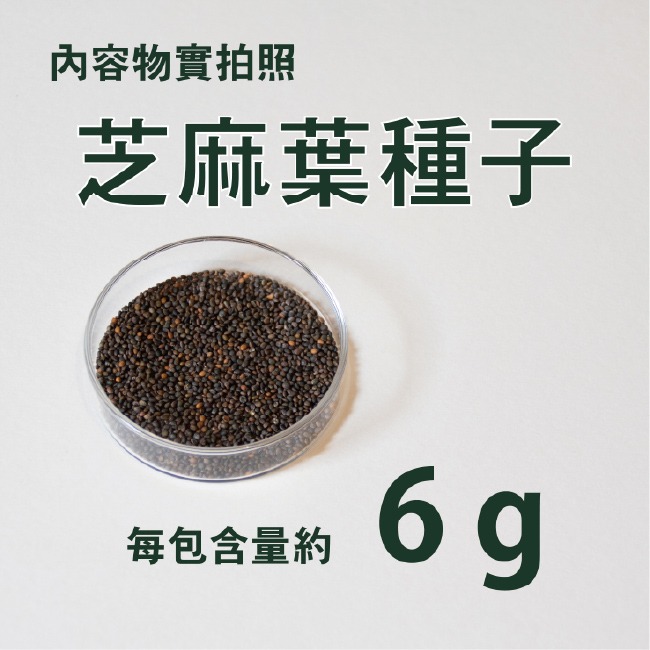 芝麻菜種子｜披撒生菜｜生菜種子｜30天可採| 10包送一包｜芝麻葉 沙拉｜超簡單入門｜開心農場｜居家種植｜蔬菜專業戶-細節圖4