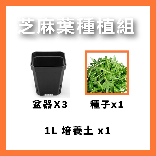 芝麻菜種子｜披撒生菜｜生菜種子｜30天可採| 10包送一包｜芝麻葉 沙拉｜超簡單入門｜開心農場｜居家種植｜蔬菜專業戶-規格圖10