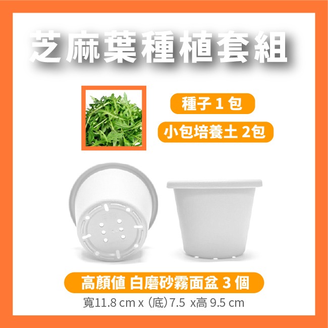 芝麻菜種子｜披撒生菜｜生菜種子｜30天可採| 10包送一包｜芝麻葉 沙拉｜超簡單入門｜開心農場｜居家種植｜蔬菜專業戶-規格圖10