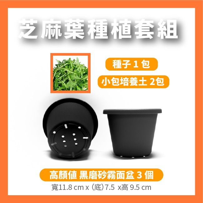 芝麻菜種子｜披撒生菜｜生菜種子｜30天可採| 10包送一包｜芝麻葉 沙拉｜超簡單入門｜開心農場｜居家種植｜蔬菜專業戶-規格圖10