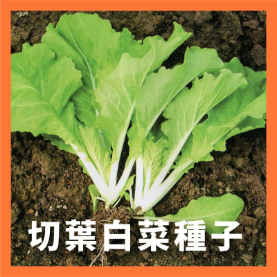 小白菜種子｜30天即採收｜土白菜｜切葉白菜