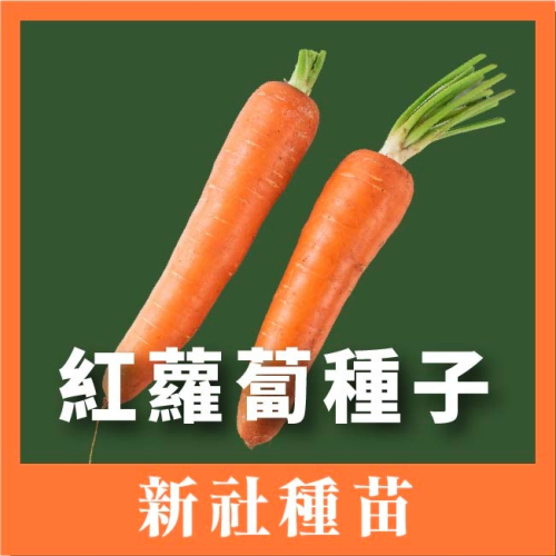 紅蘿蔔種子｜120天左右採收