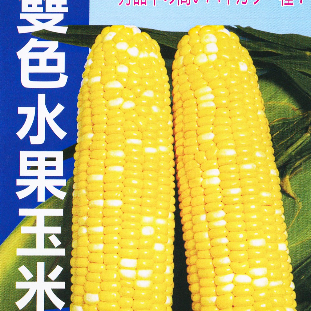 玉米種子大全｜彩虹玉米種子-細節圖5