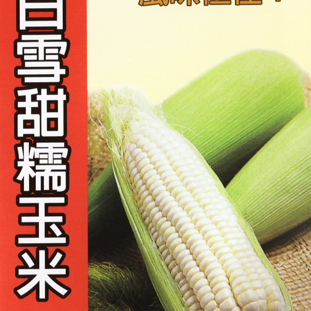 玉米種子大全｜彩虹玉米種子-細節圖8