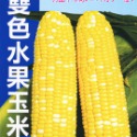 玉米種子大全｜彩虹玉米種子-規格圖10