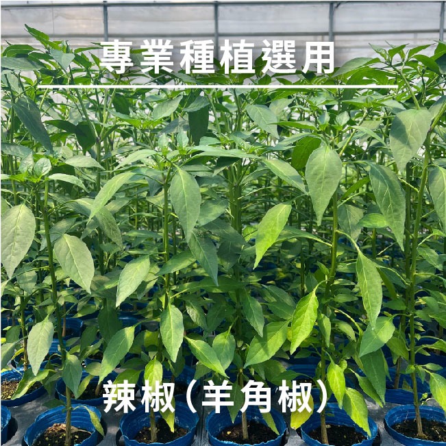 現貨）辣椒種子｜羊角型辣椒｜開心農場｜新手入門款｜居家種植-細節圖5