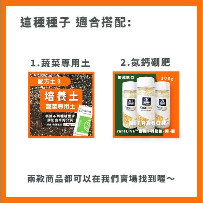 黃色花椰菜種子｜花椰菜種子｜專業種植｜日常好菜｜居家種植｜開心農場｜家庭園藝｜蔬菜專業戶｜蔬菜種子｜園藝-細節圖4
