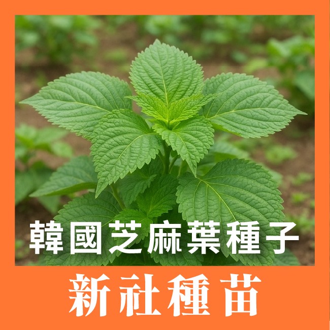 韓國芝麻葉種子｜適合韓式燒烤包肉、涼拌、煎餅｜營養蔬菜｜居家種植｜蔬菜專業戶｜蔬菜種子｜園藝 ｜超好發芽率｜開心農場-細節圖3