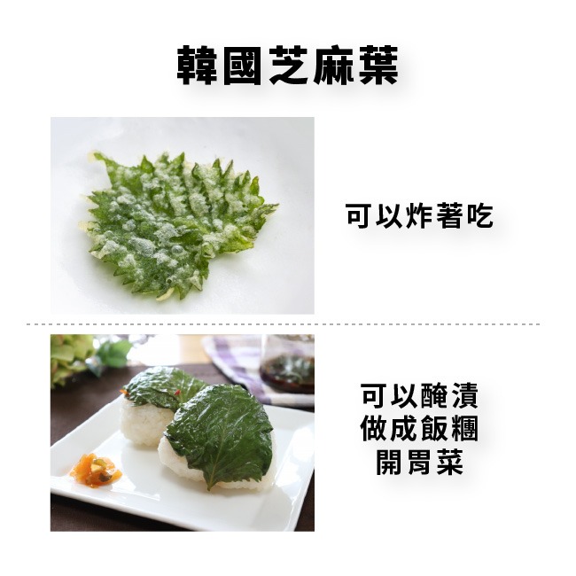 韓國芝麻葉種子｜適合韓式燒烤包肉、涼拌、煎餅｜營養蔬菜｜居家種植｜蔬菜專業戶｜蔬菜種子｜園藝 ｜超好發芽率｜開心農場-細節圖5