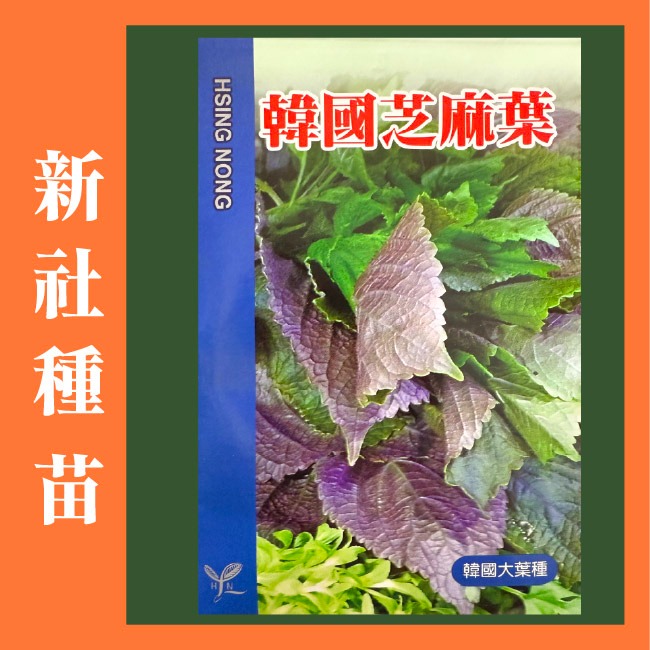 韓國芝麻葉種子｜適合韓式燒烤包肉、涼拌、煎餅｜營養蔬菜｜居家種植｜蔬菜專業戶｜蔬菜種子｜園藝 ｜超好發芽率｜開心農場-規格圖8