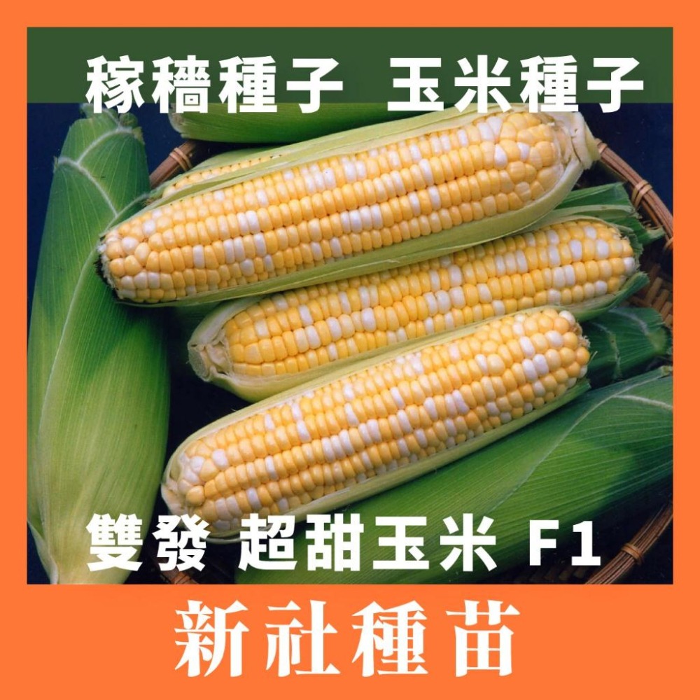 整磅原裝 玉米種子 彩虹糯玉米 大金密  雪白 甜糯玉米 紫香 甜糯玉米 美樂甜玉米 甜玉米 非基改-細節圖2