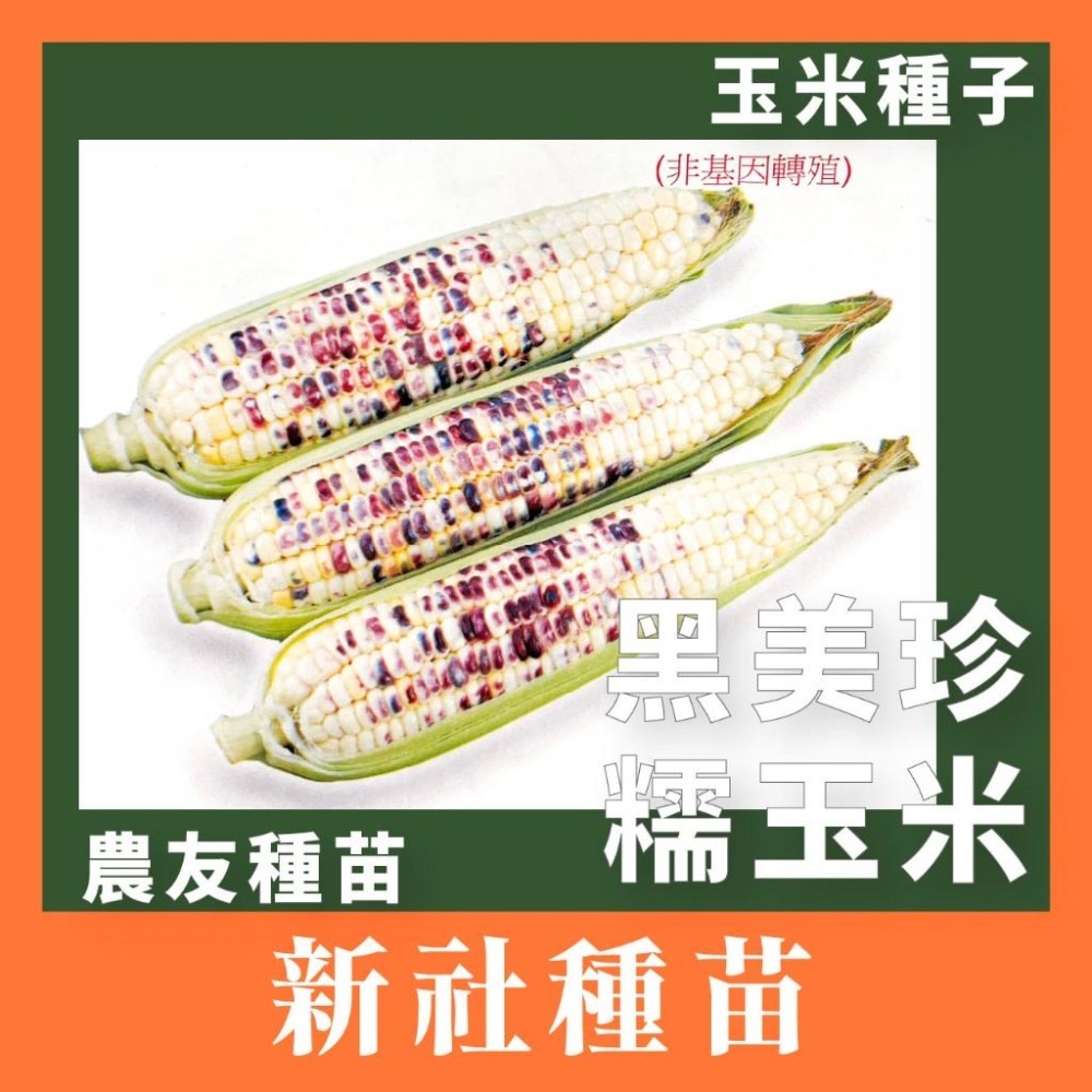 整磅原裝 玉米種子 彩虹糯玉米 大金密  雪白 甜糯玉米 紫香 甜糯玉米 美樂甜玉米 甜玉米 非基改-細節圖3