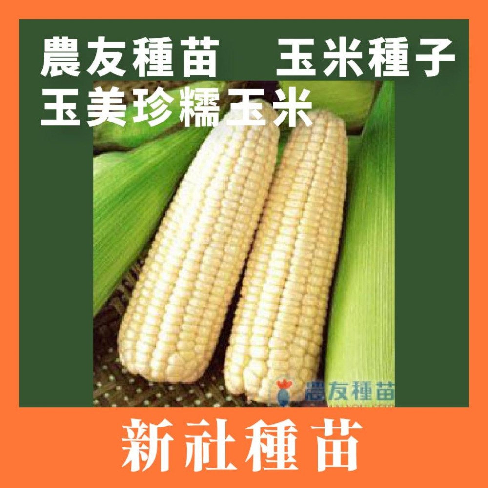 整磅原裝 玉米種子 彩虹糯玉米 大金密  雪白 甜糯玉米 紫香 甜糯玉米 美樂甜玉米 甜玉米 非基改-細節圖4