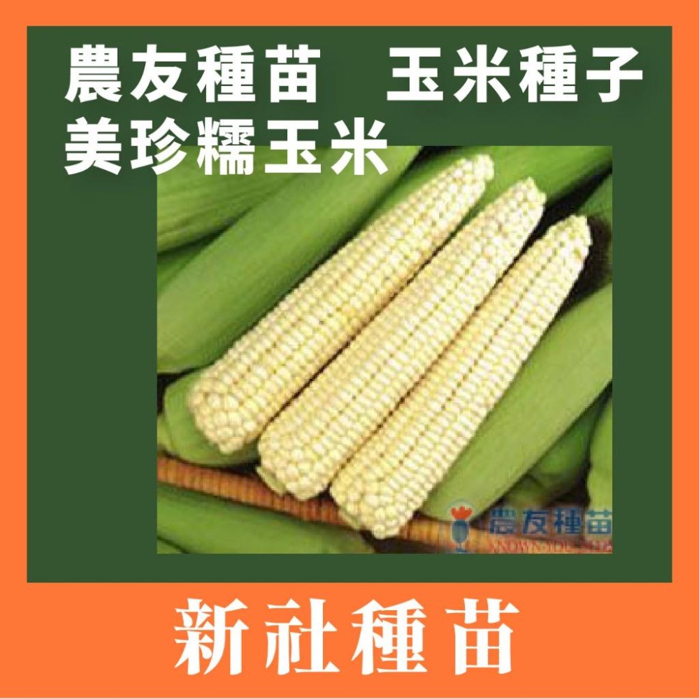 整磅原裝 玉米種子 彩虹糯玉米 大金密  雪白 甜糯玉米 紫香 甜糯玉米 美樂甜玉米 甜玉米 非基改-細節圖5