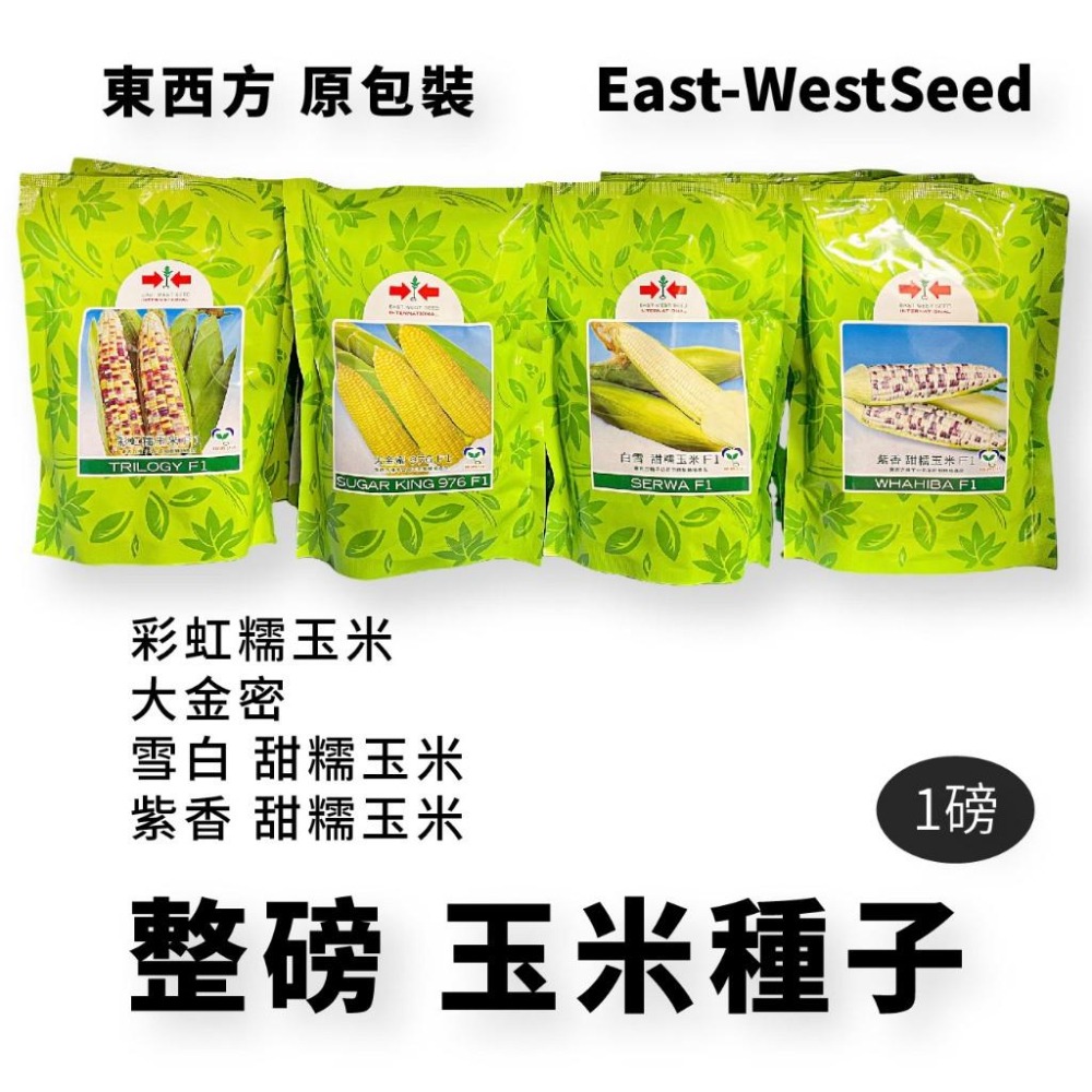 整磅原裝 玉米種子 彩虹糯玉米 大金密  雪白 甜糯玉米 紫香 甜糯玉米 美樂甜玉米 甜玉米 非基改-細節圖8