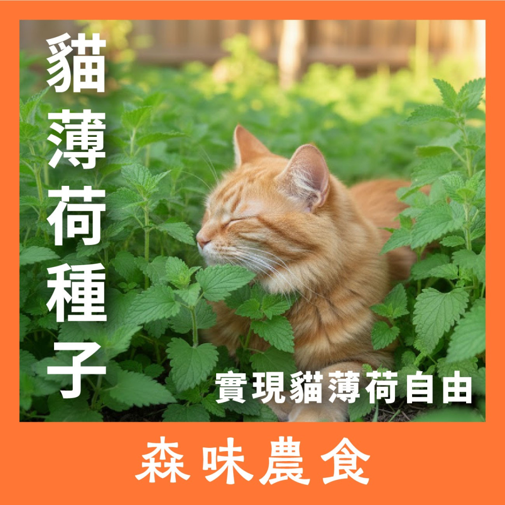 貓薄荷種子｜買五送一｜貓咪舒壓｜貓咪玩具｜這是種子要自己種｜貓咪｜薄荷｜寵物食品｜開心農場｜香草植物｜香草｜薄荷草-細節圖2