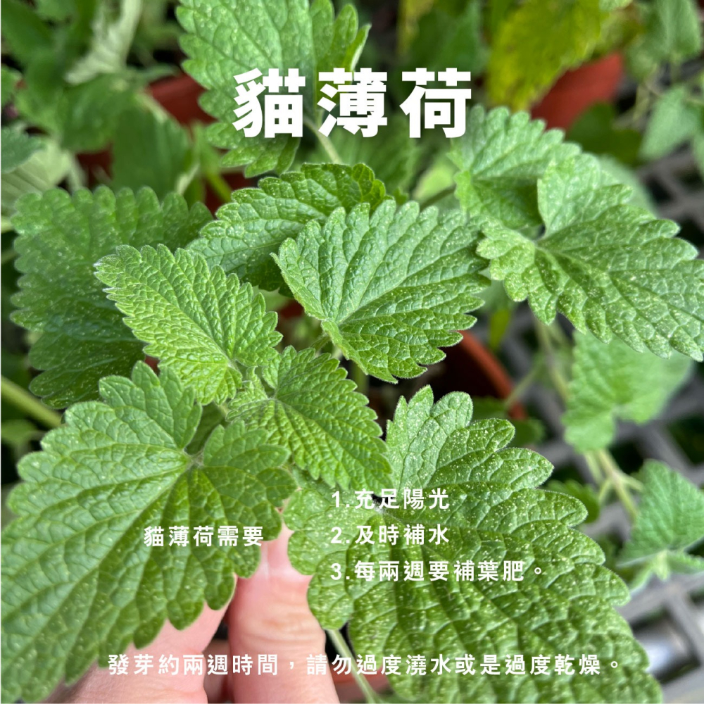 貓薄荷種子｜買五送一｜貓咪舒壓｜貓咪玩具｜這是種子要自己種｜貓咪｜薄荷｜寵物食品｜開心農場｜香草植物｜香草｜薄荷草-細節圖3