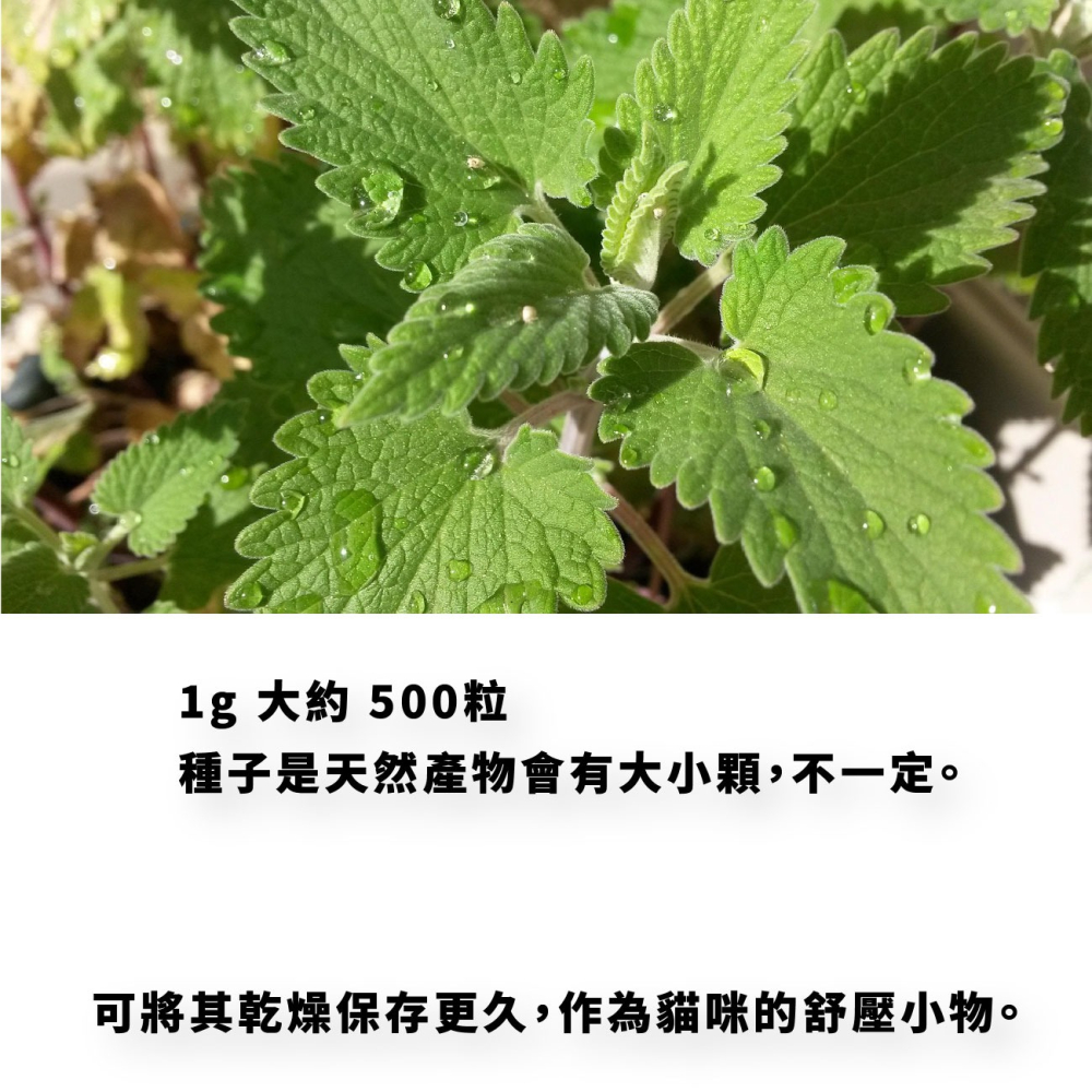 貓薄荷種子｜買五送一｜貓咪舒壓｜貓咪玩具｜這是種子要自己種｜貓咪｜薄荷｜寵物食品｜開心農場｜香草植物｜香草｜薄荷草-細節圖4