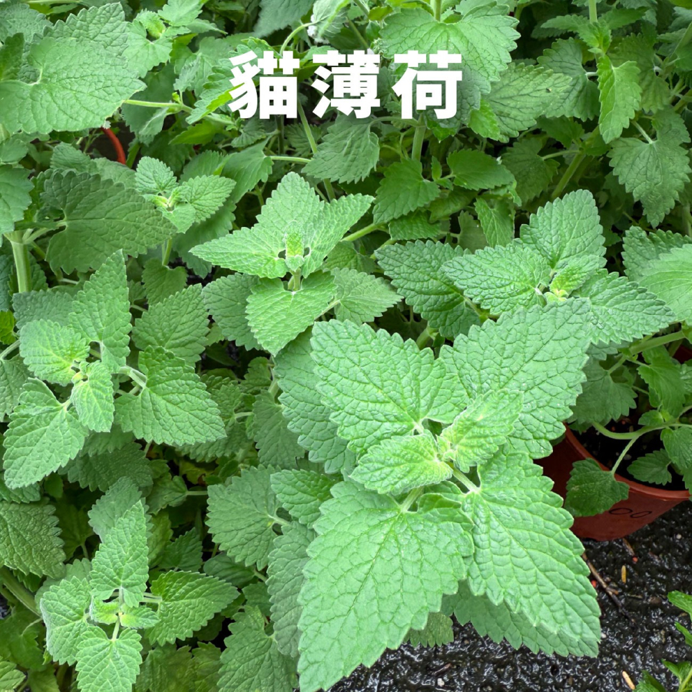 貓薄荷種子｜買五送一｜貓咪舒壓｜貓咪玩具｜這是種子要自己種｜貓咪｜薄荷｜寵物食品｜開心農場｜香草植物｜香草｜薄荷草-細節圖5