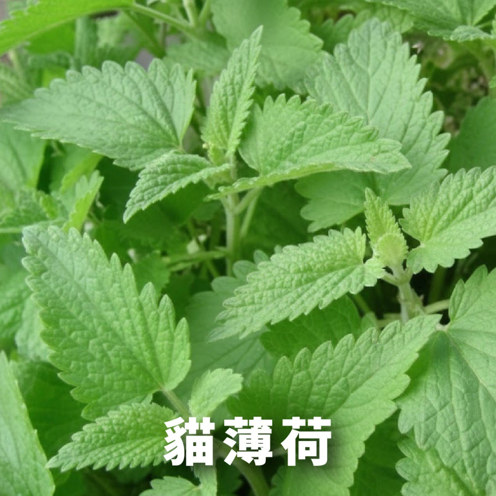 貓薄荷種子｜買五送一｜貓咪舒壓｜貓咪玩具｜這是種子要自己種｜貓咪｜薄荷｜寵物食品｜開心農場｜香草植物｜香草｜薄荷草-細節圖6