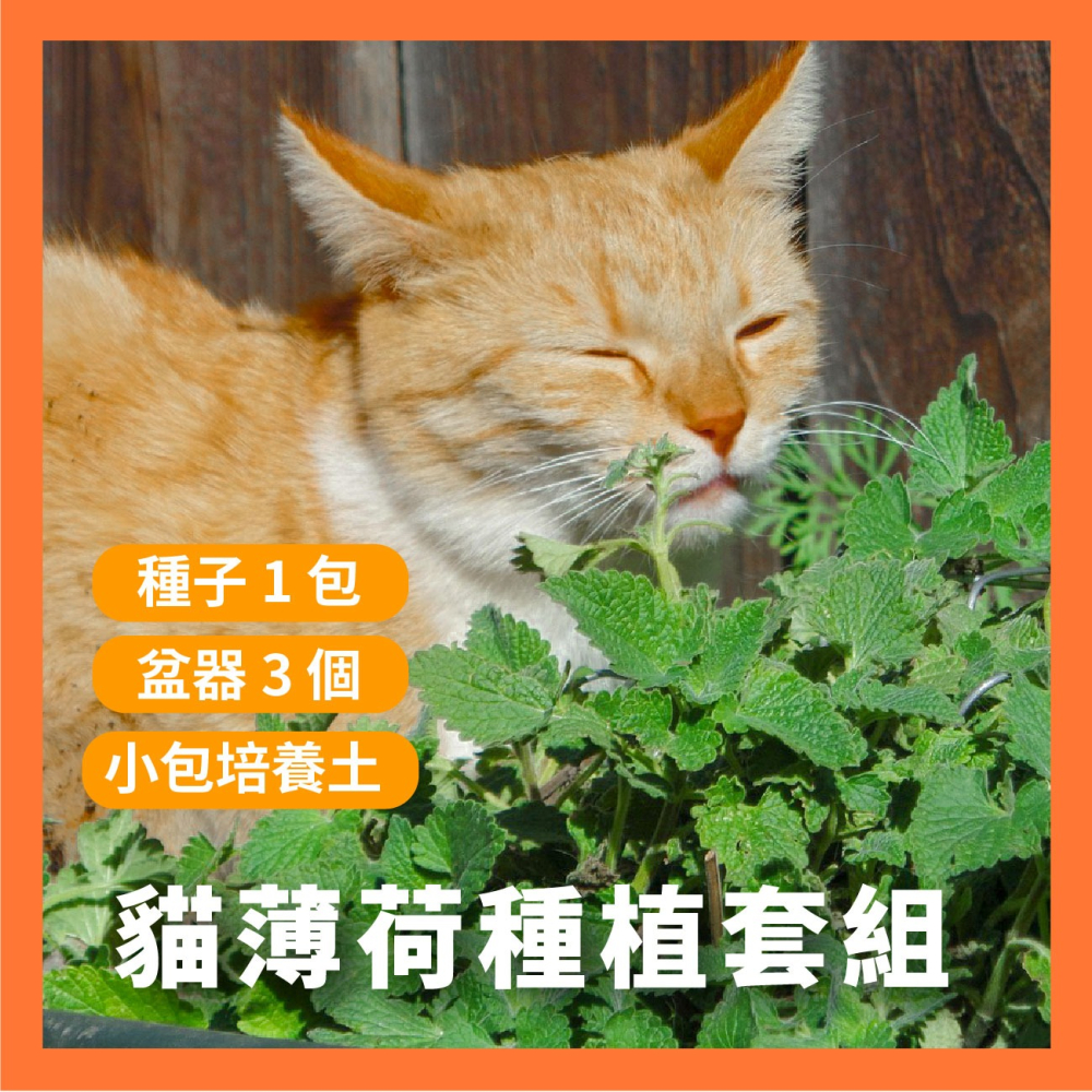 貓薄荷種子｜買五送一｜貓咪舒壓｜貓咪玩具｜這是種子要自己種｜貓咪｜薄荷｜寵物食品｜開心農場｜香草植物｜香草｜薄荷草-細節圖7