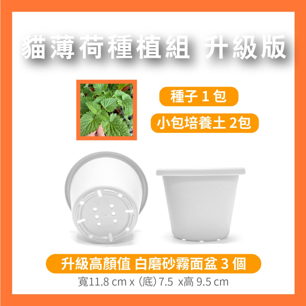 貓薄荷種子｜買五送一｜貓咪舒壓｜貓咪玩具｜這是種子要自己種｜貓咪｜薄荷｜寵物食品｜開心農場｜香草植物｜香草｜薄荷草-細節圖9