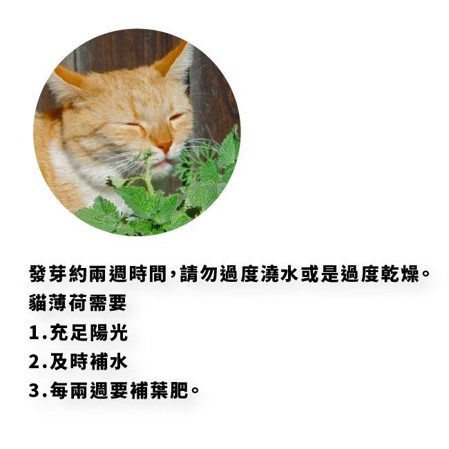 貓薄荷種子｜買五送一｜貓咪舒壓｜貓咪玩具｜這是種子要自己種｜貓咪｜薄荷｜寵物食品｜開心農場｜香草植物｜香草｜薄荷草-細節圖2