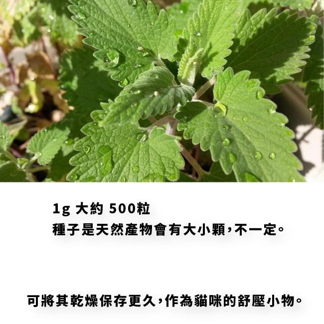 貓薄荷種子｜買五送一｜貓咪舒壓｜貓咪玩具｜這是種子要自己種｜貓咪｜薄荷｜寵物食品｜開心農場｜香草植物｜香草｜薄荷草-細節圖3