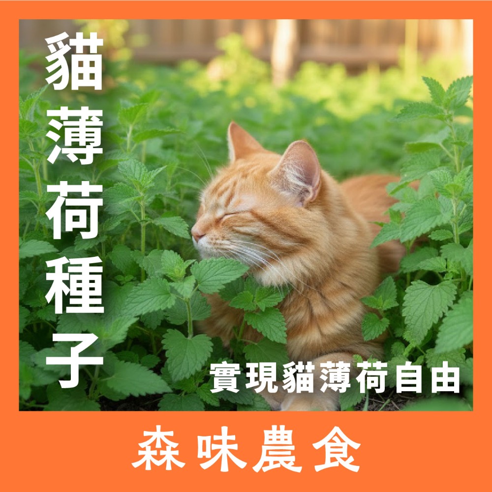 一包，買五送一