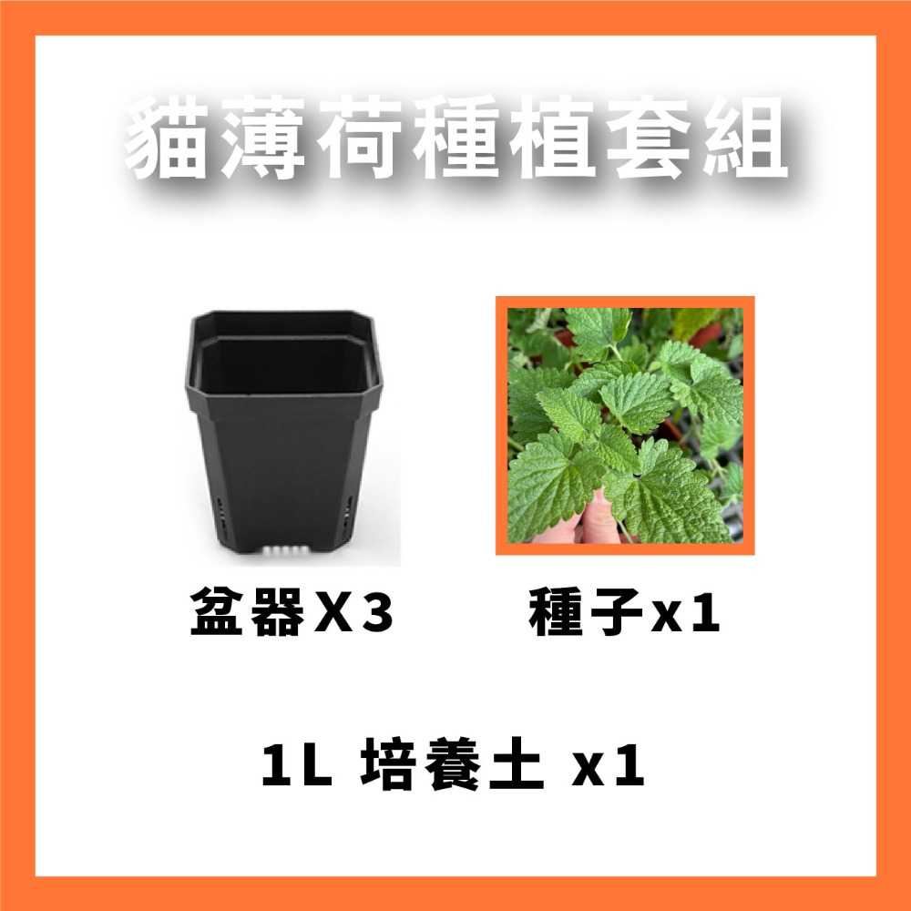 貓薄荷種子｜買五送一｜貓咪舒壓｜貓咪玩具｜這是種子要自己種｜貓咪｜薄荷｜寵物食品｜開心農場｜香草植物｜香草｜薄荷草-規格圖10