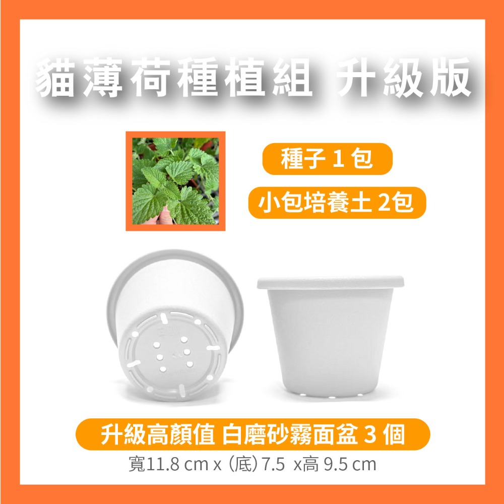 貓薄荷種子｜買五送一｜貓咪舒壓｜貓咪玩具｜這是種子要自己種｜貓咪｜薄荷｜寵物食品｜開心農場｜香草植物｜香草｜薄荷草-規格圖10