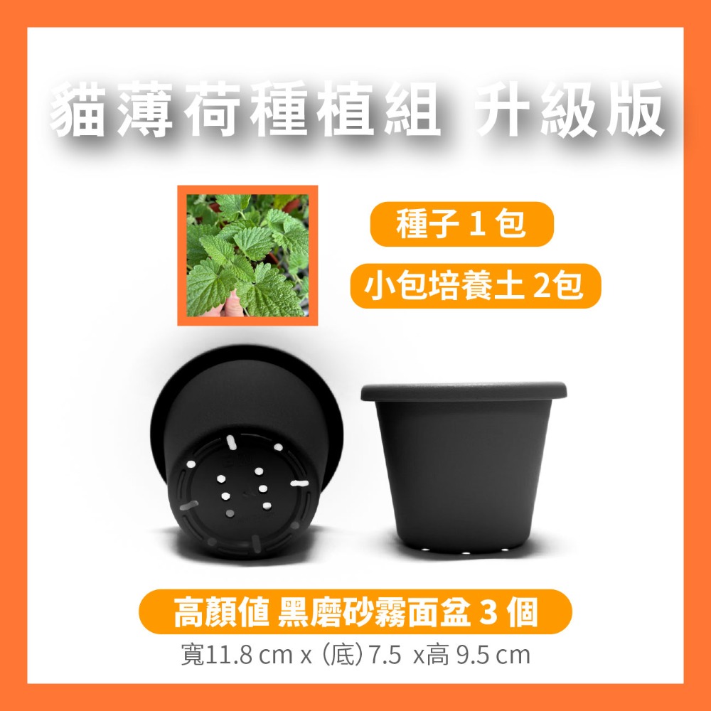 貓薄荷種子｜買五送一｜貓咪舒壓｜貓咪玩具｜這是種子要自己種｜貓咪｜薄荷｜寵物食品｜開心農場｜香草植物｜香草｜薄荷草-規格圖10