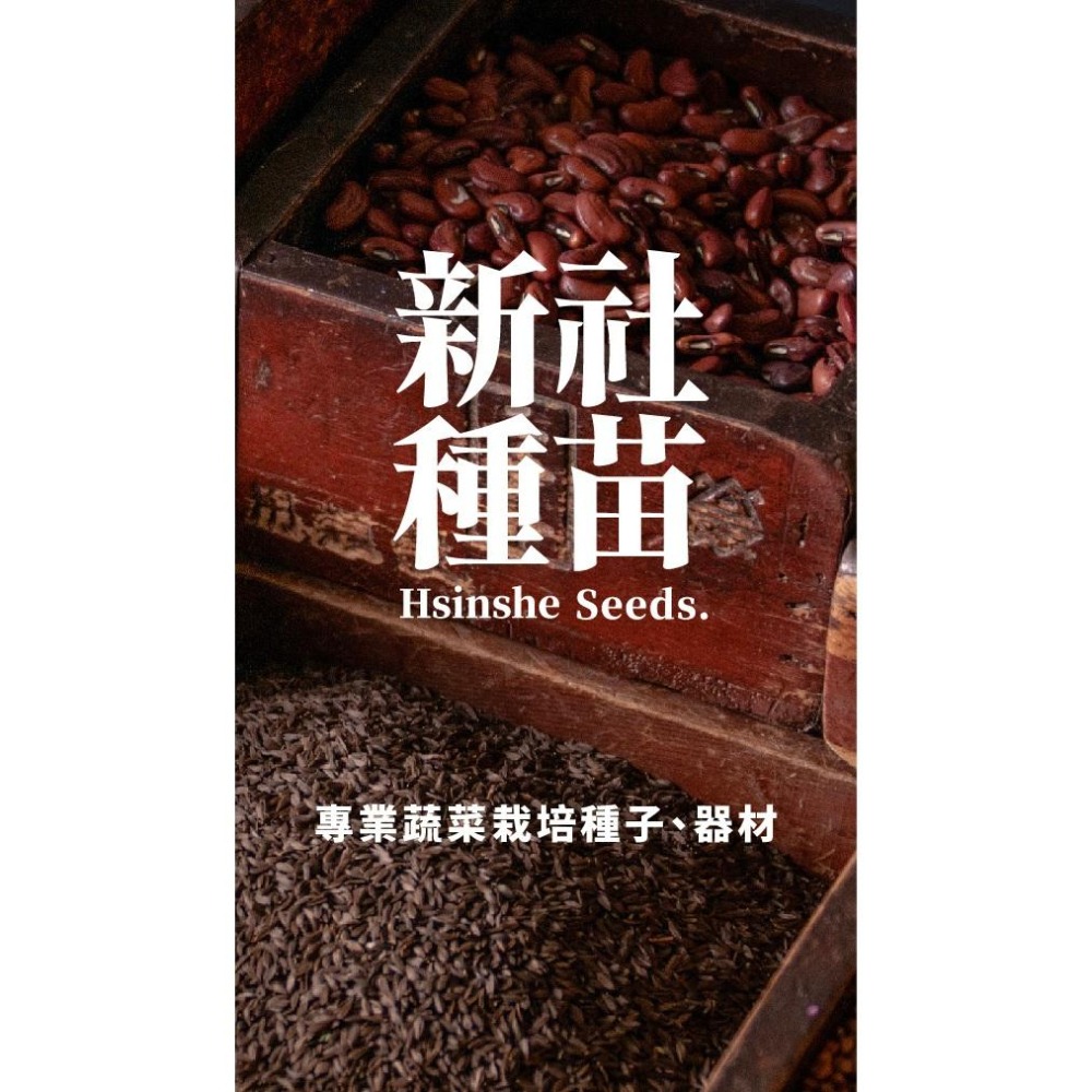 東山蘿蔔種子｜四分之一磅蘿蔔種子｜蘿蔔種子｜長蘿蔔種子｜專業蔬菜種植專用｜開心農場｜蔬菜專業戶｜蔬菜種子｜-細節圖8