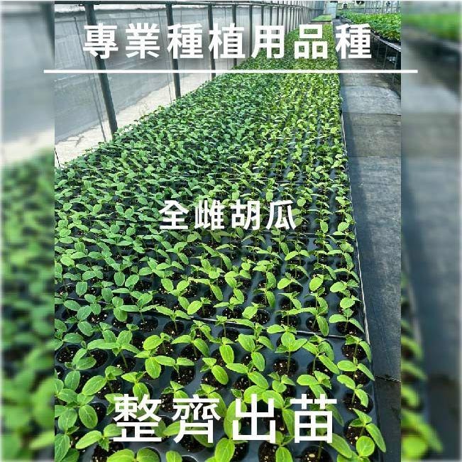 小黃瓜種子大全｜各種小黃瓜種子｜完整收錄｜全雌小黃瓜種子｜適合學校課程｜蔬菜專業戶｜蔬菜種子｜園藝 ｜天台小菜園｜-細節圖8