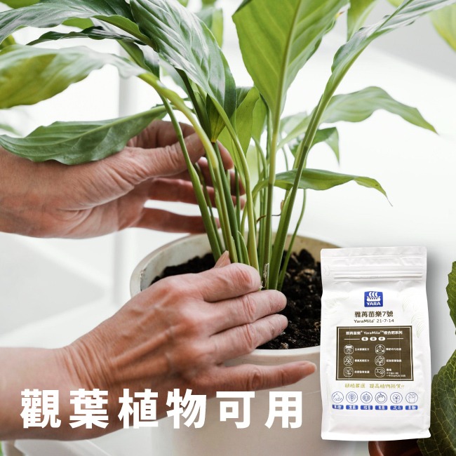 高氮肥｜植物恢復生機｜觀葉植物使用｜YaraMila™雅苒｜苗樂7號｜｜園藝肥料｜栽培用肥料｜陽台栽培｜專業使用｜陽台花-細節圖5