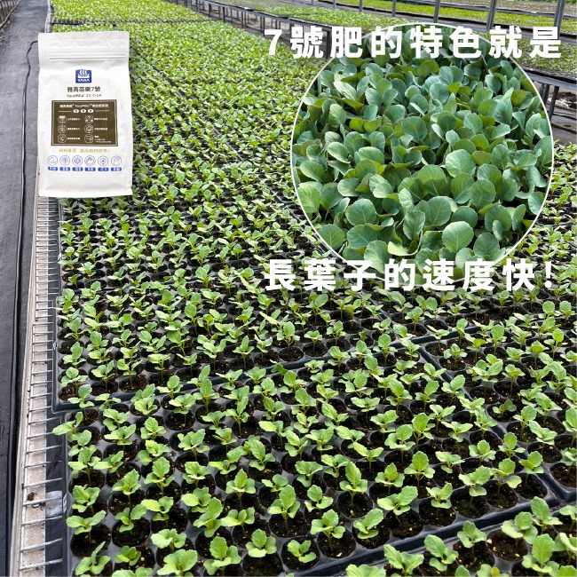 高氮肥｜植物恢復生機｜觀葉植物使用｜YaraMila™雅苒｜苗樂7號｜｜園藝肥料｜栽培用肥料｜陽台栽培｜專業使用｜陽台花-細節圖6